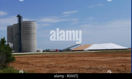 Frisch geerntete Weizen in einem Lagerbereich neben einem körnerelevator in Nickerson, Kansas Stockfoto
