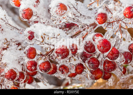Weißdorn-Beeren eingehüllt im Eis, Louisville, Kentucky Stockfoto