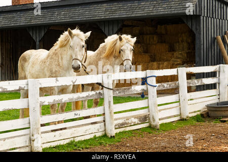 Arbeit Pferd, Shaker Village von Pleasant Hill, Harrodsburg, Kentucky Stockfoto