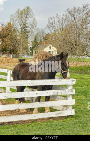 Arbeit Pferd, Shaker Village von Pleasant Hill, Harrodsburg, Kentucky Stockfoto