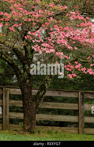 Rosa Hartriegelbaum in voller Blüte entlang Holzzaun, Kentucky Stockfoto