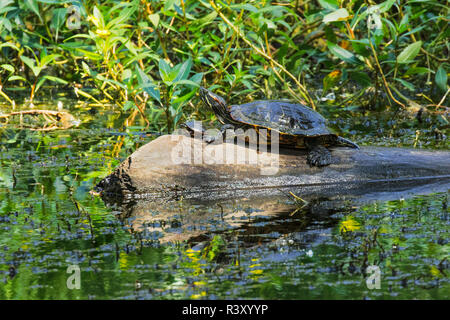 Erwachsenen und Jugendlichen Rotwangen-schmuckschildkröten, TRACHEMYS SCRIPTA elegans, die im Log, Creasey Mahan Naturschutzgebiet, Gosen, Kentucky Stockfoto