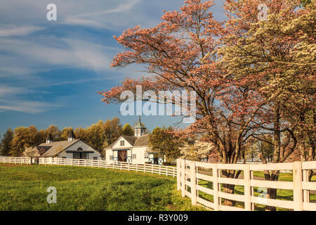 Manchester horse farm und hartriegel Bäume in voller Blüte, Lexington, Kentucky Stockfoto