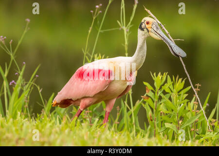 USA, Louisiana, Jefferson Insel. Rosalöffler mit Stick für das Nest. Stockfoto