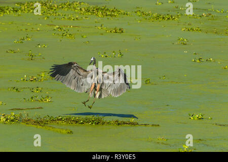 USA, Louisiana, Atchafalaya National Heritage Area. Great Blue heron Landung in See Martin. Stockfoto