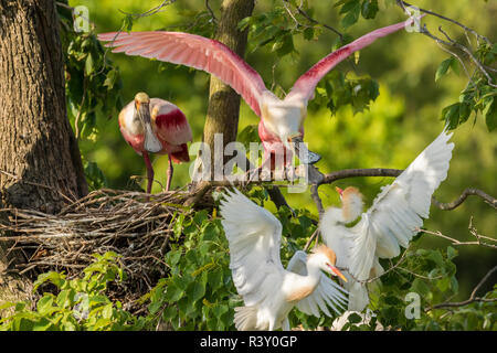 USA, Louisiana, Jefferson Insel. Reiher kämpfen mit Roseate Löffler. Stockfoto