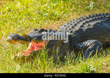 USA, Louisiana, Atchafalaya National Heritage Area. Alligator Sonnen im Gras. Stockfoto