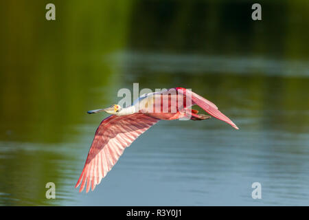 USA, Louisiana, Jefferson Insel. Rosalöffler im Flug. Stockfoto