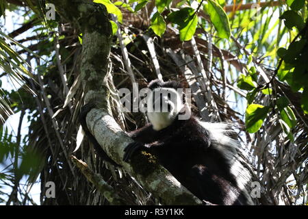 1 einen Gedanken, einen einzigen, Colobus Monkey, suchen, Profil, Kopf und Körper, die Gliedmaßen von Baum, bigodi Feuchtgebiete, Uganda, Afrika Stockfoto