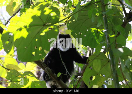1 einen Gedanken, einen einzigen, Colobus Monkey, Kamera, Profil, Kopf und Körper suchen, durch Laub, Baum, bigodi Feuchtgebiete, Uganda, Afrika Stockfoto