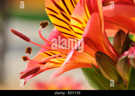 Makro peruanischen Lilie Blume Stockfoto