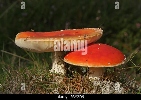 Zwei Fliegen-Agarien (Amanita muscaria)/Herbstfarben Stockfoto