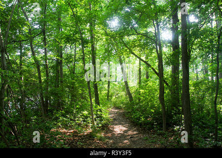 Türkei Swamp Park, Freehold, New Jersey, USA Stockfoto