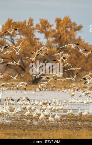 USA, New Mexiko, Bosque Del Apache National Wildlife Refuge. Amseln fliegen. Stockfoto