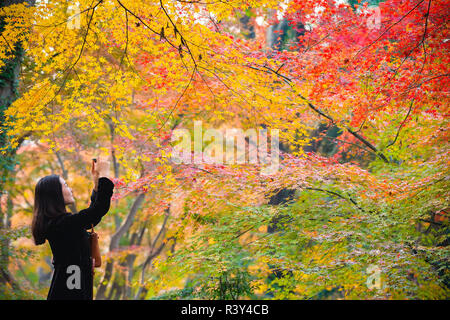 Nanjing in der chinesischen Provinz Jiangsu. 24 Nov, 2018. Ein Tourist nimmt Foto von Ahorn Blätter an einem botanischen Garten in Nanjing in der ostchinesischen Provinz Jiangsu, Nov. 24, 2018. Credit: Su Yang/Xinhua/Alamy leben Nachrichten Stockfoto