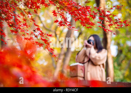 Nanjing in der chinesischen Provinz Jiangsu. 24 Nov, 2018. Ein Tourist nimmt Foto von Ahorn Blätter an einem botanischen Garten in Nanjing in der ostchinesischen Provinz Jiangsu, Nov. 24, 2018. Credit: Su Yang/Xinhua/Alamy leben Nachrichten Stockfoto