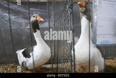 Demmin, Deutschland. 24 Nov, 2018. Käfige mit Pommersche Gänse bei der 26 Rasse Geflügel zeigen. Über 250 Mitglieder der Geflügelzucht Verband hatte mehr als 2500 Tiere für die Zucht Geflügel zeigen. Quelle: Stefan Sauer/dpa/Alamy leben Nachrichten Stockfoto