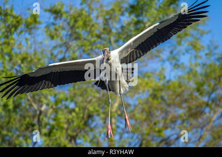 USA, Florida. Ein Storch zurück fliegen, um das Nest mit einem Stock. Stockfoto