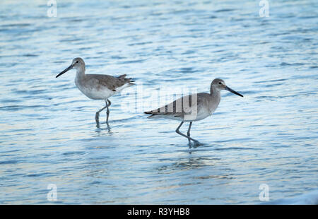 USA, Florida. Ein paar Willets stand in der Brandung am Strand. Stockfoto