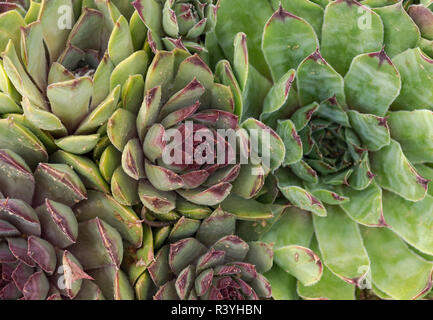 Hühner und Küken, Sukkulenten, Santa Fe, Botanischer Garten, Museum Hill, New Mexico Stockfoto