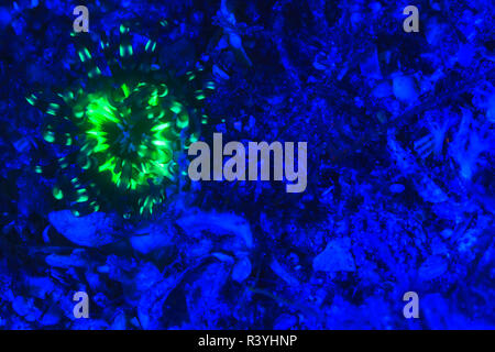 Unterwasser Fluoreszenz, Blue Heron Brücke, den Intracoastal Waterway, West Palm Beach, Florida, USA Stockfoto