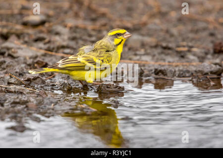 USA, Hawaii, laupahoehoe Point Beach Park. Gelb-fronted Kanarischen close-up. Stockfoto