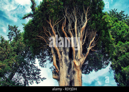 Ästen eines alten Cypress Tree gegen den Himmel in Kroatien Stockfoto