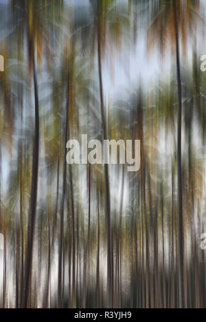 Verschwommene Bewegung von Palmen. Stockfoto