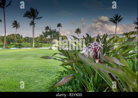 Crinum Lily, Hanalei Bay, Hawaii, Kauai, Kauikeolani Immobilien, Palmen, Rasen und Teich Stockfoto