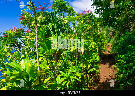 Üppige Vegetation entlang der Kalalau Trail, Na Pali Küste, Insel Kauai, Hawaii, USA Stockfoto