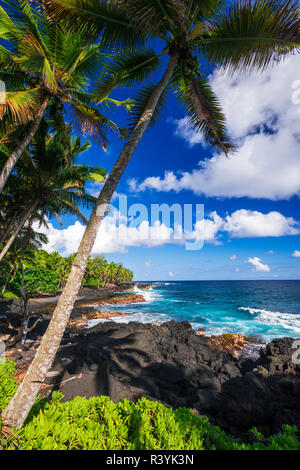 Surfen und Palmen entlang der Puna Küste, Big Island, Hawaii, USA Stockfoto