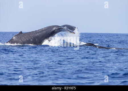 Buckelwale (Megaptera novaeangliae), Lob-tailing, offenen Pazifischen Ozean in der Nähe von Kona, Big Island, Hawaii Stockfoto