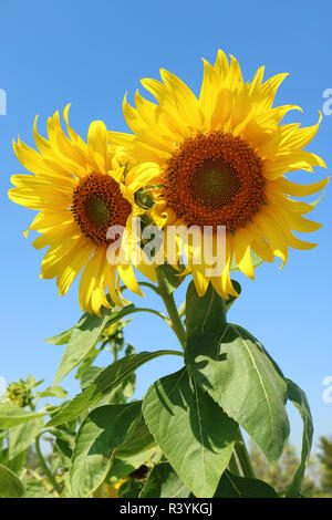 Vertikale Bild von ein paar leuchtende gelbe Sonnenblumen gegen sonnigen blauen Himmel Stockfoto