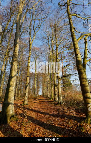 Golden Beech Tree verlässt mit dem Boden von Cranbourne Holz Hampshire Stockfoto