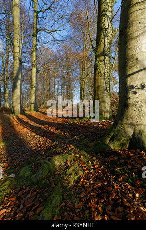 Golden Beech Tree verlässt mit dem Boden und Moos auf eine Baumwurzel Cranbourne Holz Hampshire Stockfoto