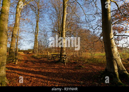 Holz- tor und Buchen im späten Herbst Farbe Cranbourne Holz Hampshire Stockfoto