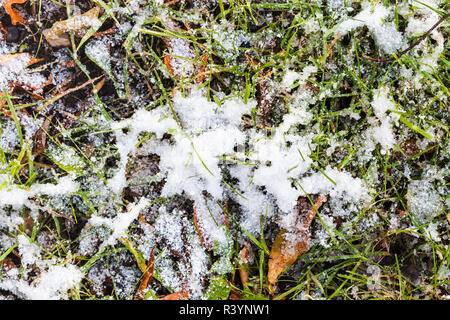 Gras und Laub auf der Wiese unter Erster Schnee Stockfoto