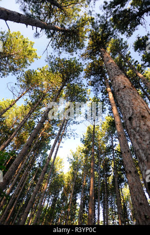 Alte Wachstum Wald, Itasca State Park, Minnesota Stockfoto