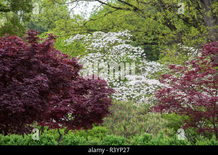 Japanischer Garten im Frühling, Missouri Botanical Garden, St. Louis, Missouri Stockfoto