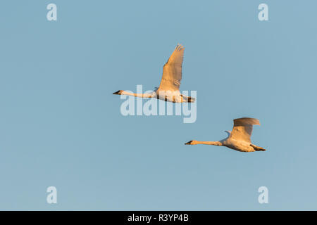 Trumpeter Swans (Cygnus buccinator) fliegen Riverlands wandernden Vogelschutzgebiet, St. Charles County, Missouri Stockfoto