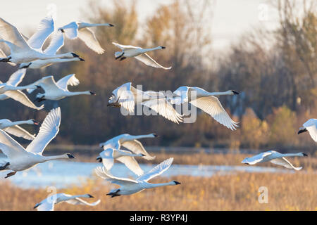 Trumpeter Swans (Cygnus buccinator) vom Feuchtgebiet Riverlands wandernden Vogelschutzgebiet, St. Charles County, Missouri Stockfoto