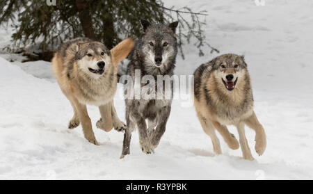 Grauer Wolf oder Timber Wolf, pack Verhalten im Winter, (Captive) Canis lupus, Montana Stockfoto