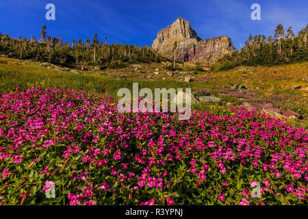 Lewis Monkeyflowers und Mount Clements im Glacier National Park, Montana, USA Stockfoto