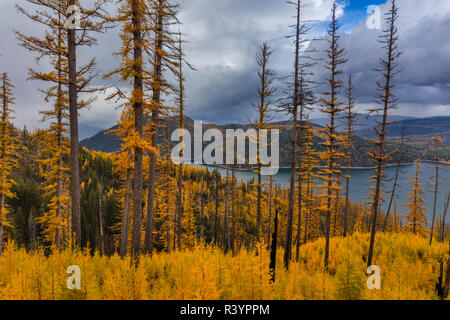 Peak Herbst Farbe von Tamarack Bäume über Hungry Horse Behälter in der Flathead National Forest, Montana, USA Stockfoto