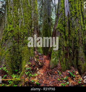 Das Ross Creek Zedern Scenic Area im Kootenai National Forest, Montana, USA Stockfoto