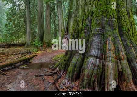 Das Ross Creek Zedern Scenic Area im Kootenai National Forest, Montana, USA Stockfoto