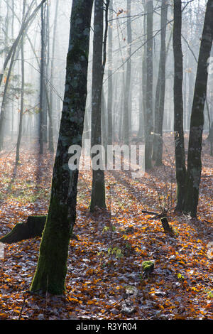 Herbstlich nebligen Morgen in den Wald Stockfoto