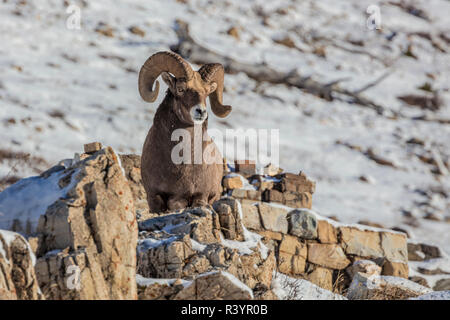 Dickhornschafe ram im frühen Winter im Glacier National Park, Montana, USA Stockfoto