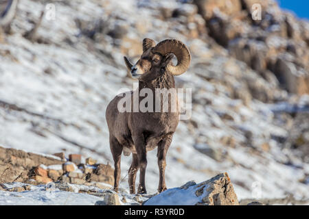 Dickhornschafe ram im frühen Winter im Glacier National Park, Montana, USA Stockfoto