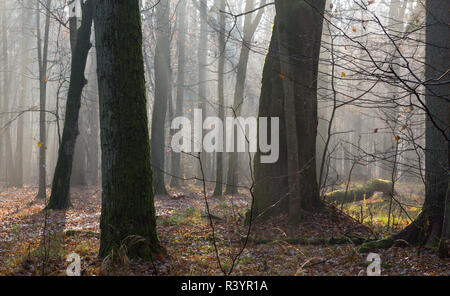 Die herbstlichen Morgen im Wald mit Nebel und alte Bäume Stockfoto